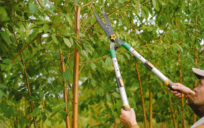 Tree trimming in Martinsburg, WV